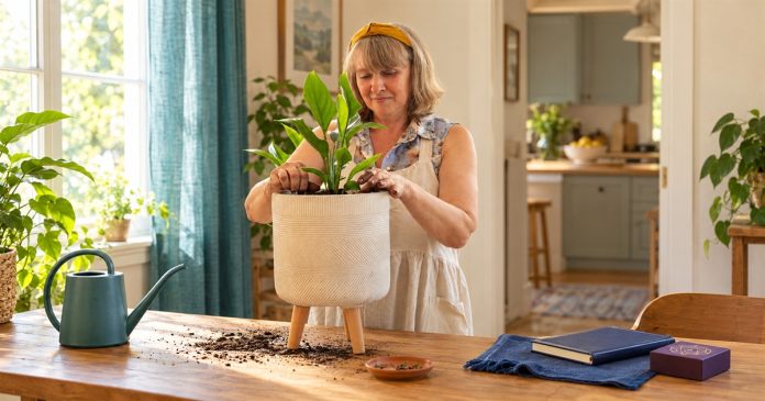 Grounding and Everyday Life — Depositphotos AI illustration Senior woman tending a potted houseplant by a teal curtain, with a closed notebook and card box set aside and an ordinary kitchen beyond.